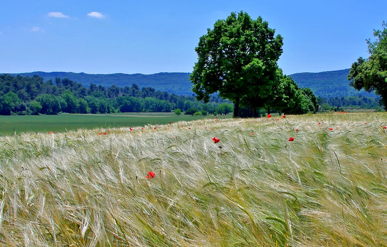 Photo wallpaper field, the sky, grass, trees, flowers, mountains, Maki, ears