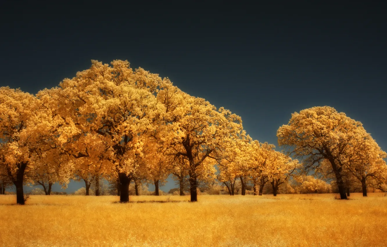 Photo wallpaper autumn, trees, yellow, gold