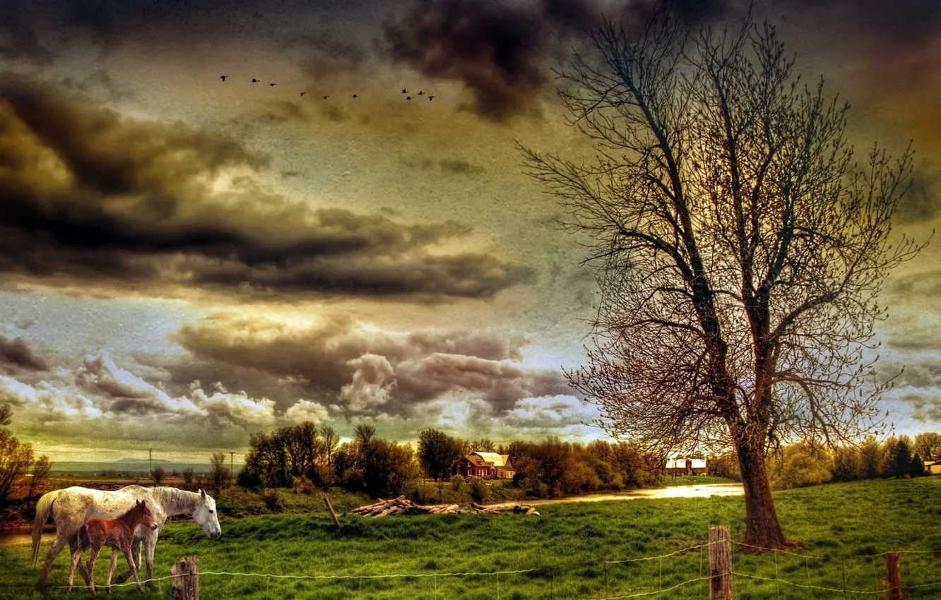 Photo wallpaper field, the sky, landscape, clouds, nature, photo, village, horse