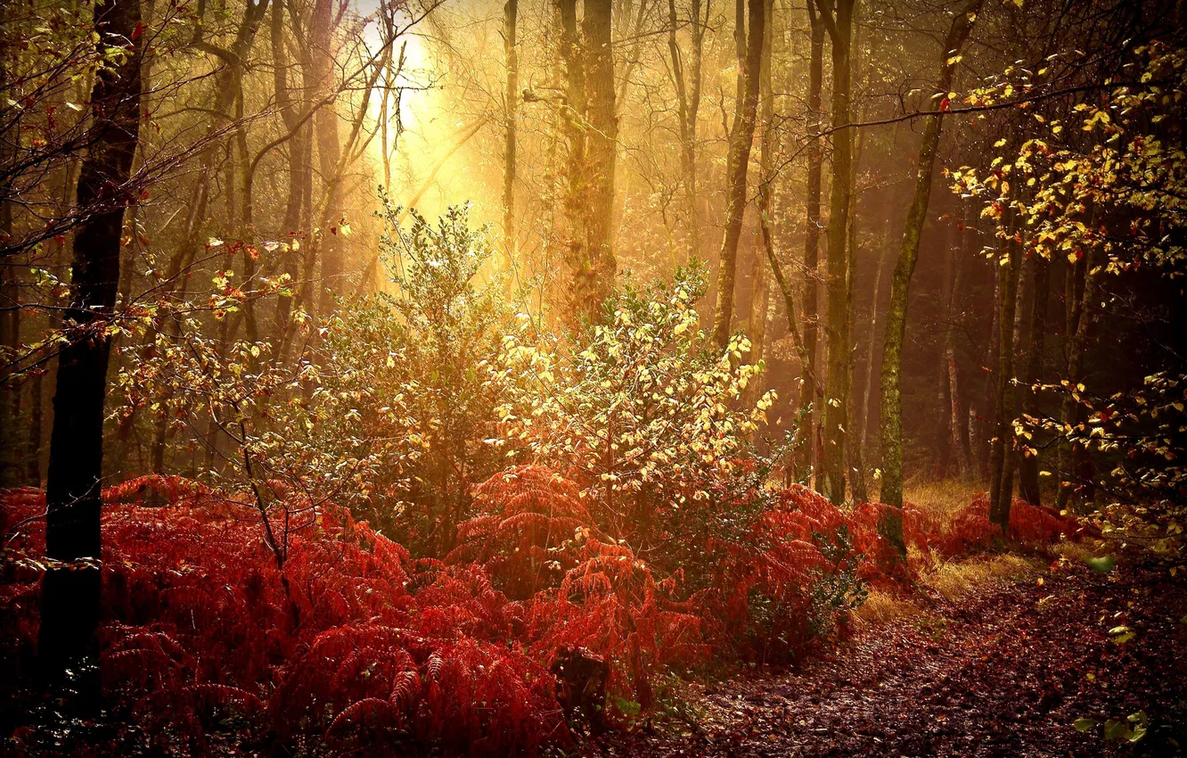 Photo wallpaper autumn, forest, nature, paint