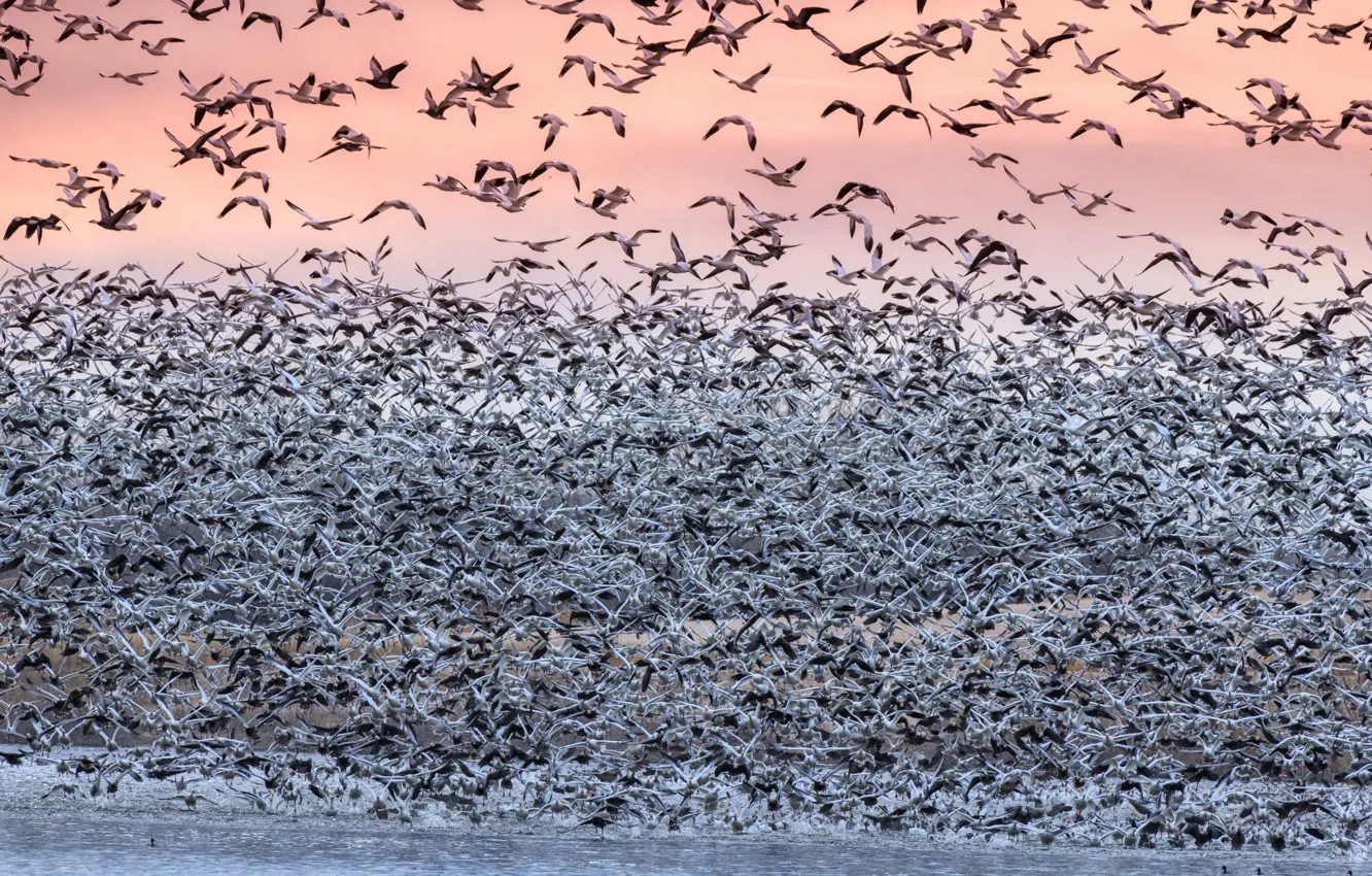 Photo wallpaper bird, pack, migration, white goose