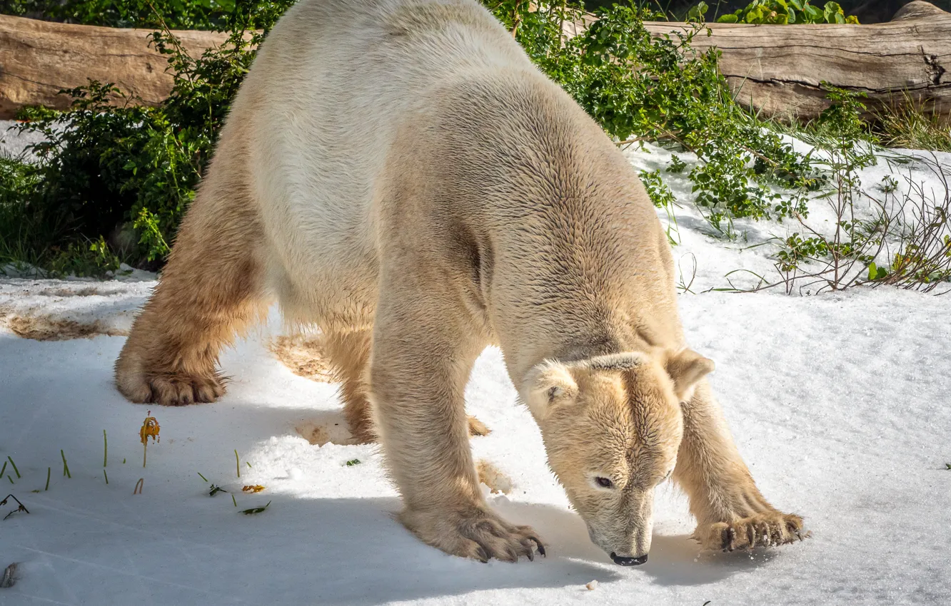 Photo wallpaper winter, snow, pose, back, polar bear, the bushes, bent