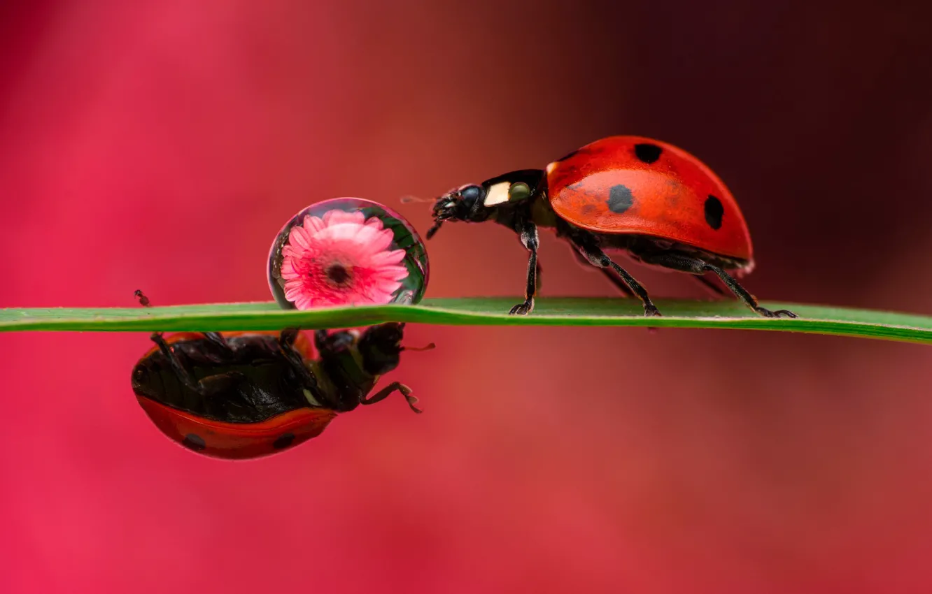 Photo wallpaper flower, macro, insects, background, drop, ladybug, bugs, a couple