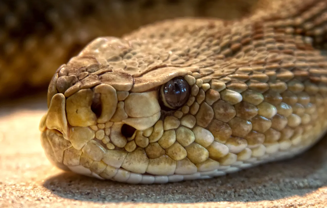 Photo wallpaper toxic, Viper, Dangerous, Rattlesnake, brown snake, Terrarium