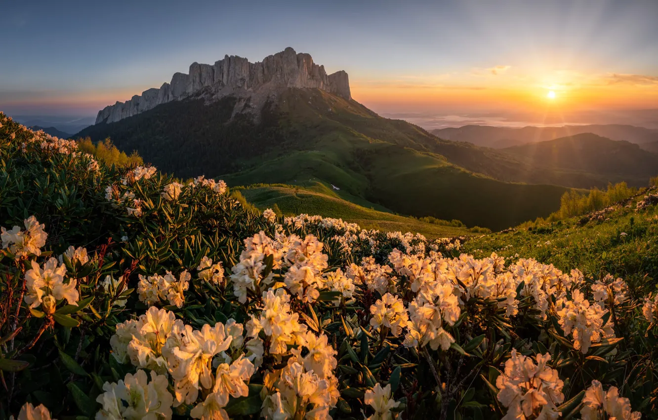 Photo wallpaper flowers, mountains, rhododendrons