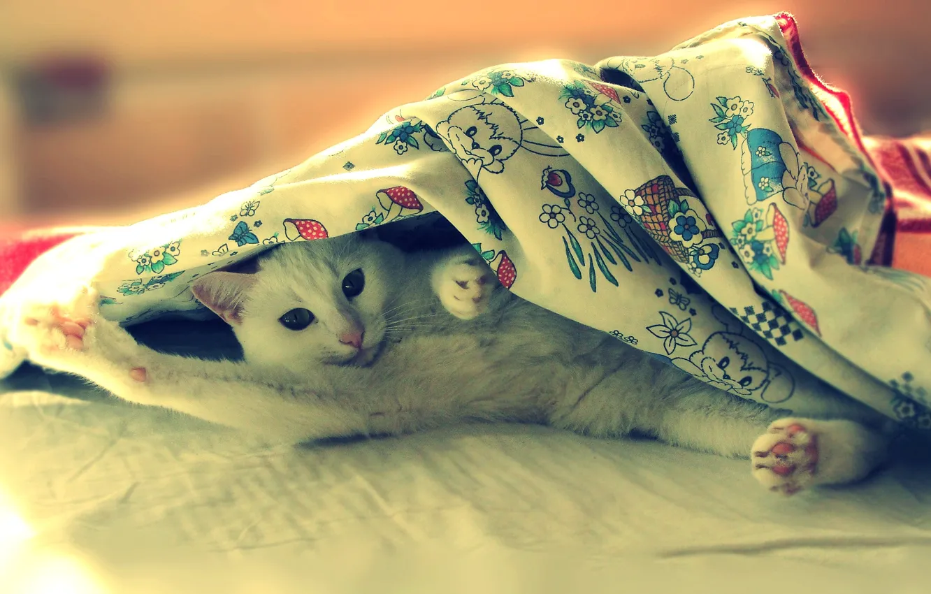 Photo wallpaper cat, bed, lies, Pusya