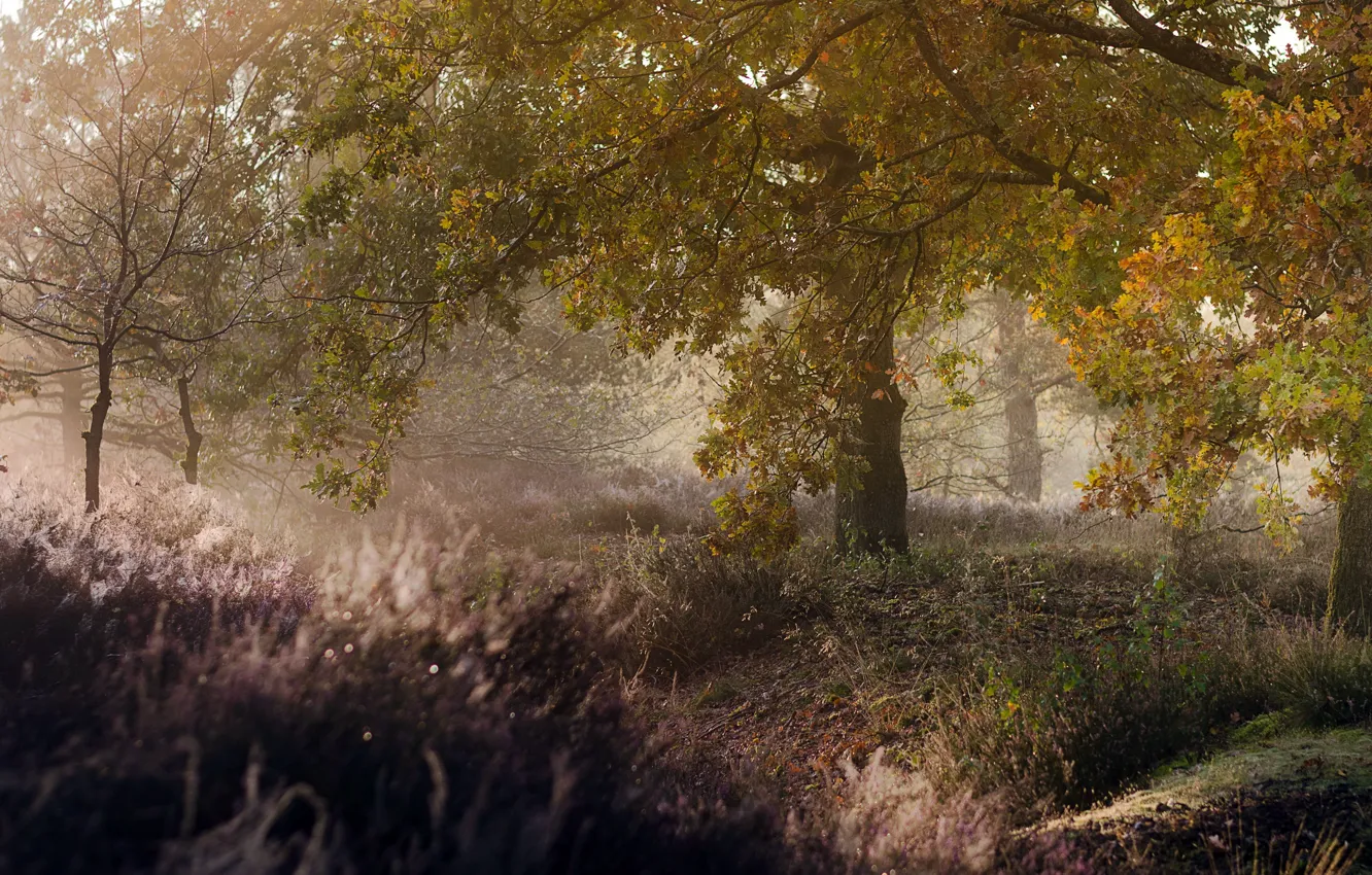 Photo wallpaper autumn, forest, nature