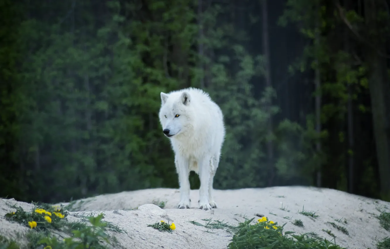 Photo wallpaper wolf, predator, predator, wolf, the edge of the forest, albino, albino, Luna Lovegood