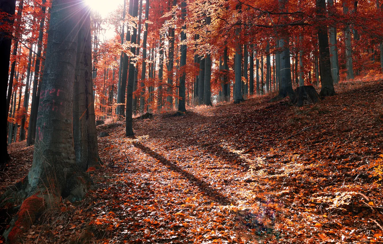 Photo wallpaper autumn, forest, leaves, the sun, rays, fallen