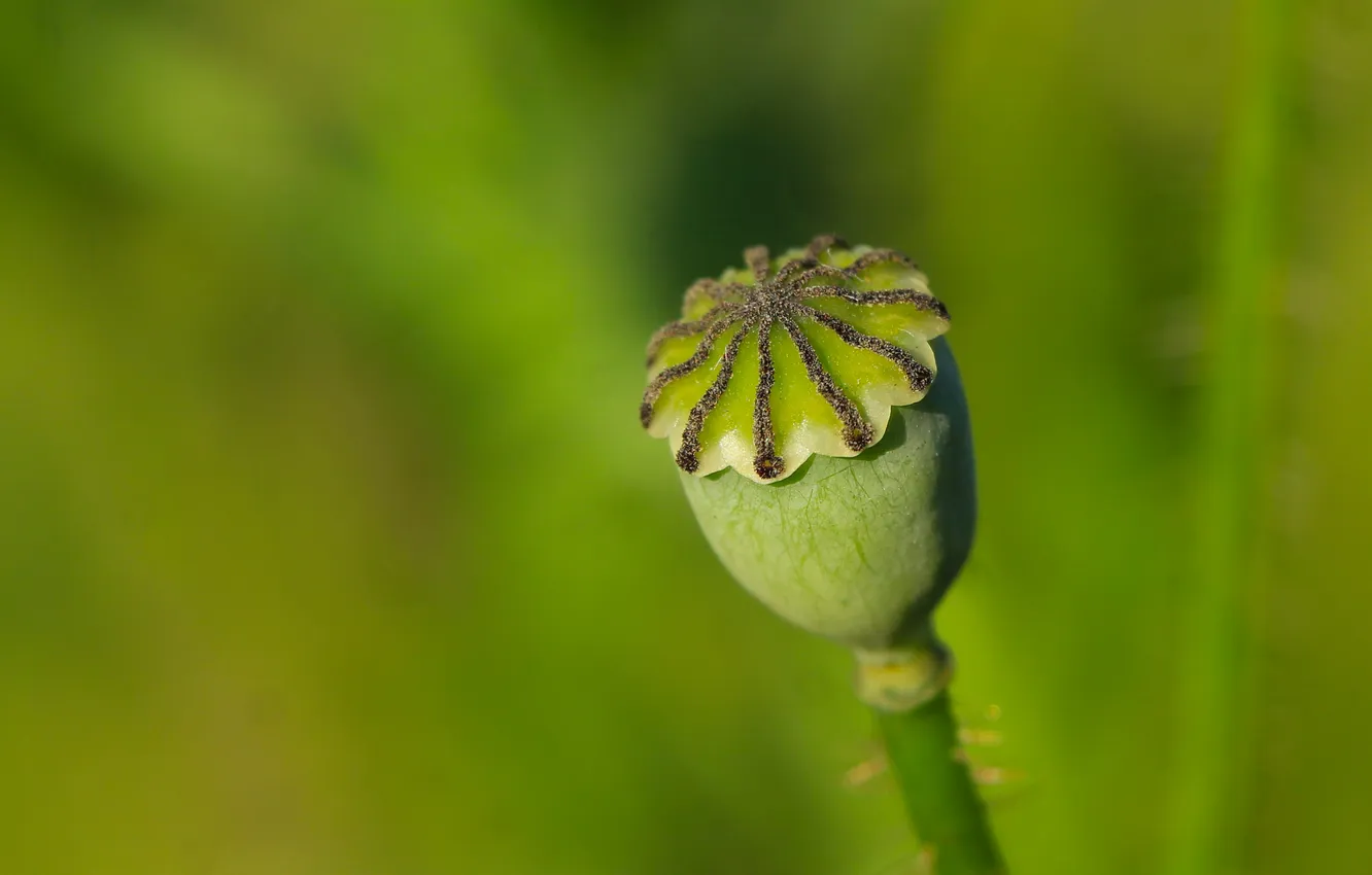 Photo wallpaper green, plant, poppy seed cake