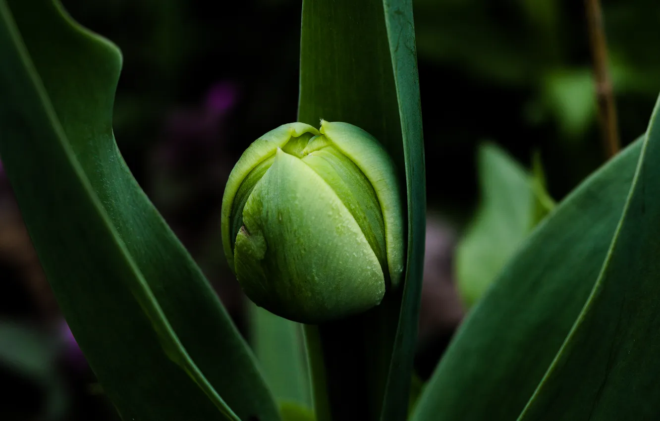 Photo wallpaper spring, plant, pitch