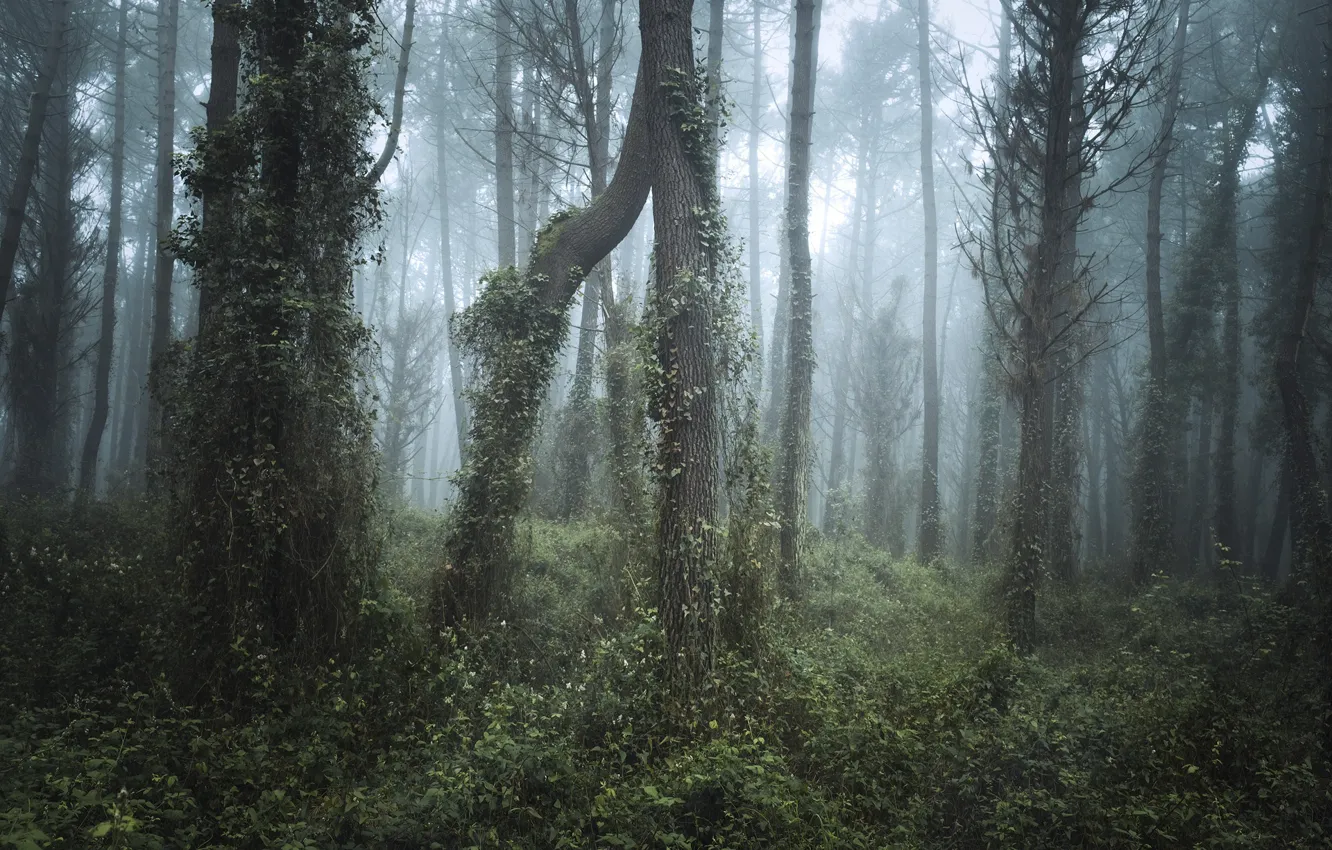 Photo wallpaper forest, trees, nature, fog, Northern Spain, Christian Hoiberg, Northern Spain