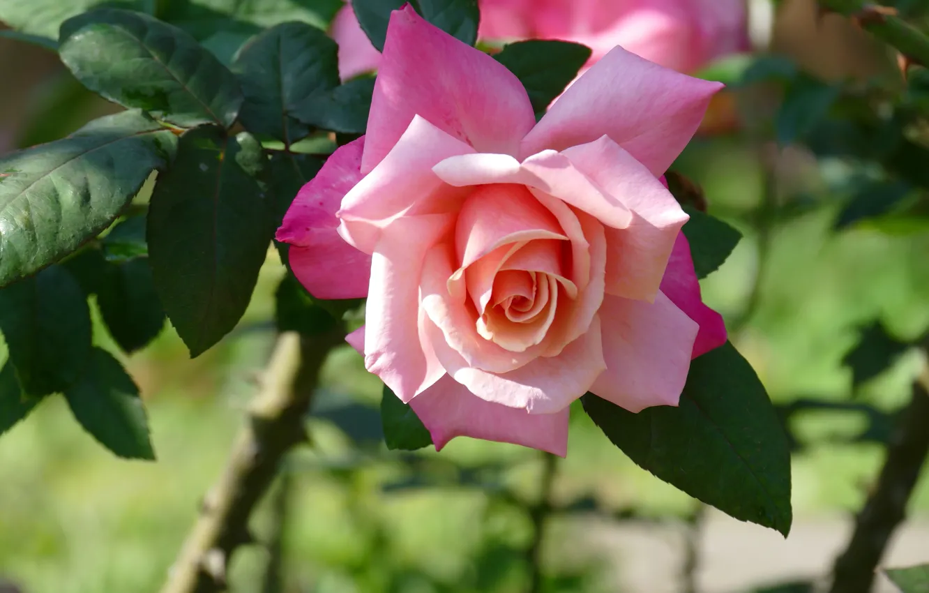 Photo wallpaper leaves, flowers, background, one, roses, beauty, petals, garden