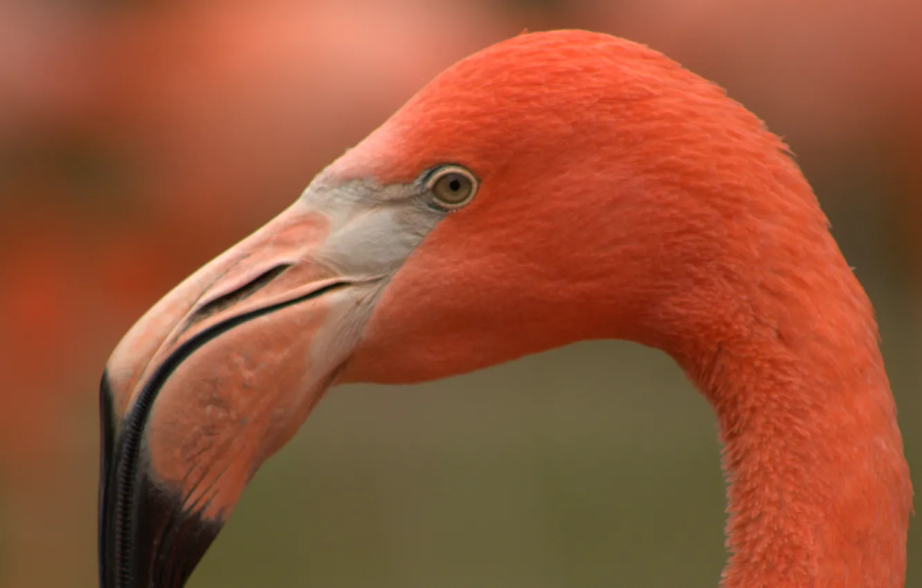 Photo wallpaper USA, animal, flamingo, Columbus Zoo, .shallow focus photography of pink flamingo