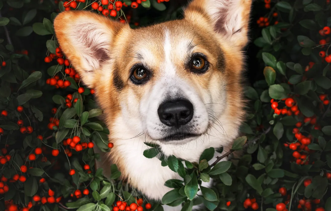 Photo wallpaper look, pose, dog, face