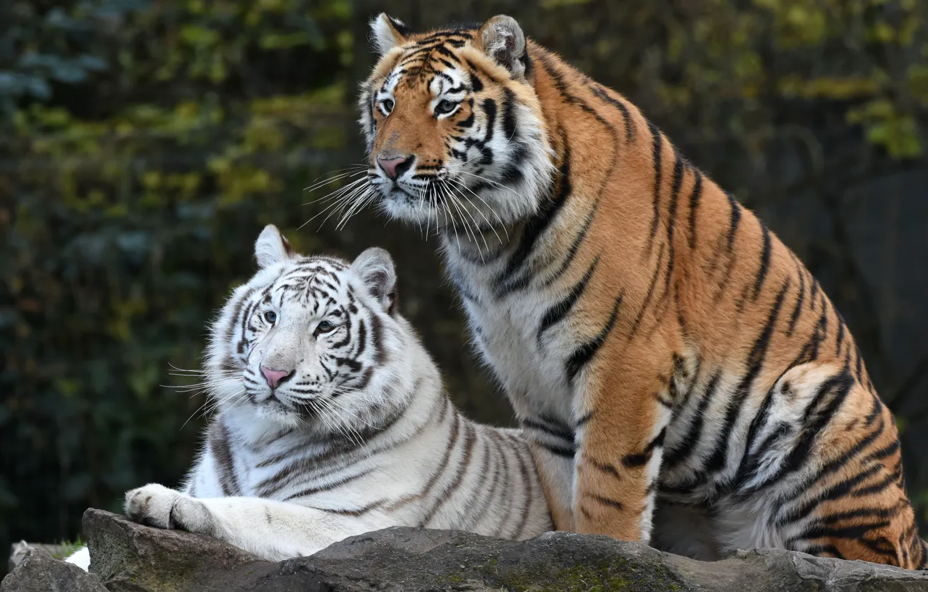 Photo wallpaper white, look, pose, the dark background, red, pair, tigers, Duo
