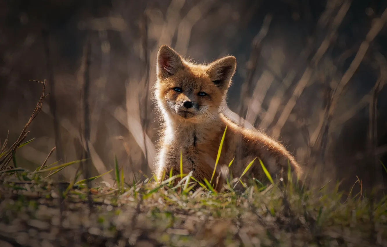 Photo wallpaper grass, light, nature, glade, spring, baby, Fox, sitting