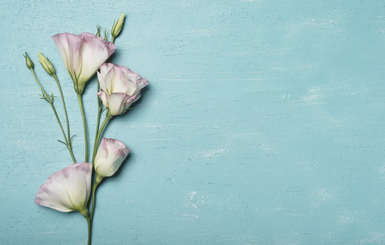 Photo wallpaper flowers, background, pink, flowers, eustoma, eustoma