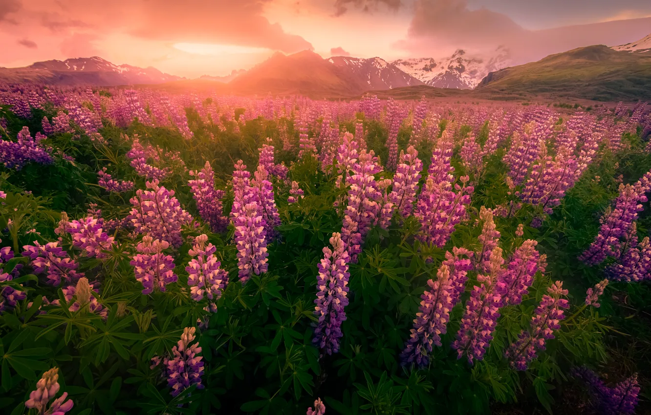 Photo wallpaper field, summer, leaves, light, flowers, mountains, fog, dawn