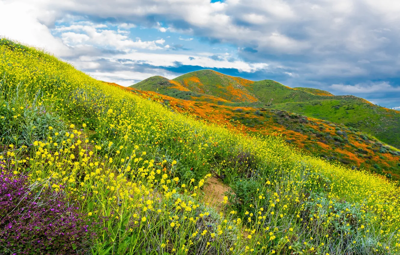 Photo wallpaper the sky, clouds, flowers, mountains, slope, CA, USA, Walker Canyon