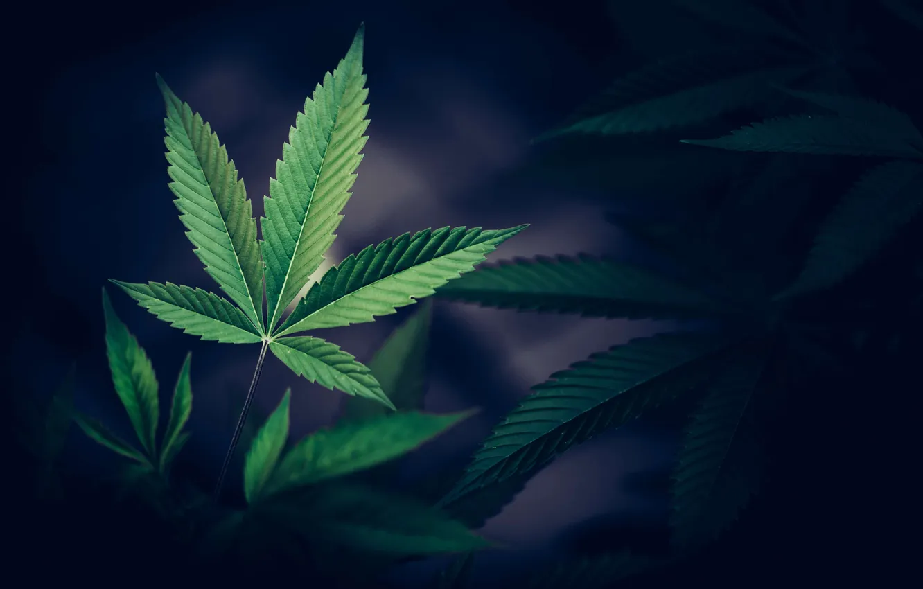 Photo wallpaper cannabis, crop, bush, buds, bud, dope, agriculture, culture