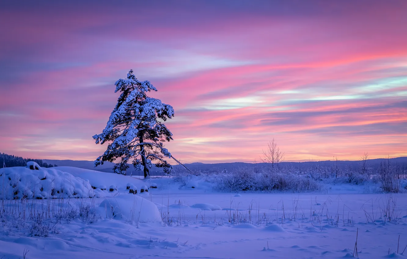 Photo wallpaper winter, snow, sunset, tree, the snow, Sweden, Sweden, pine
