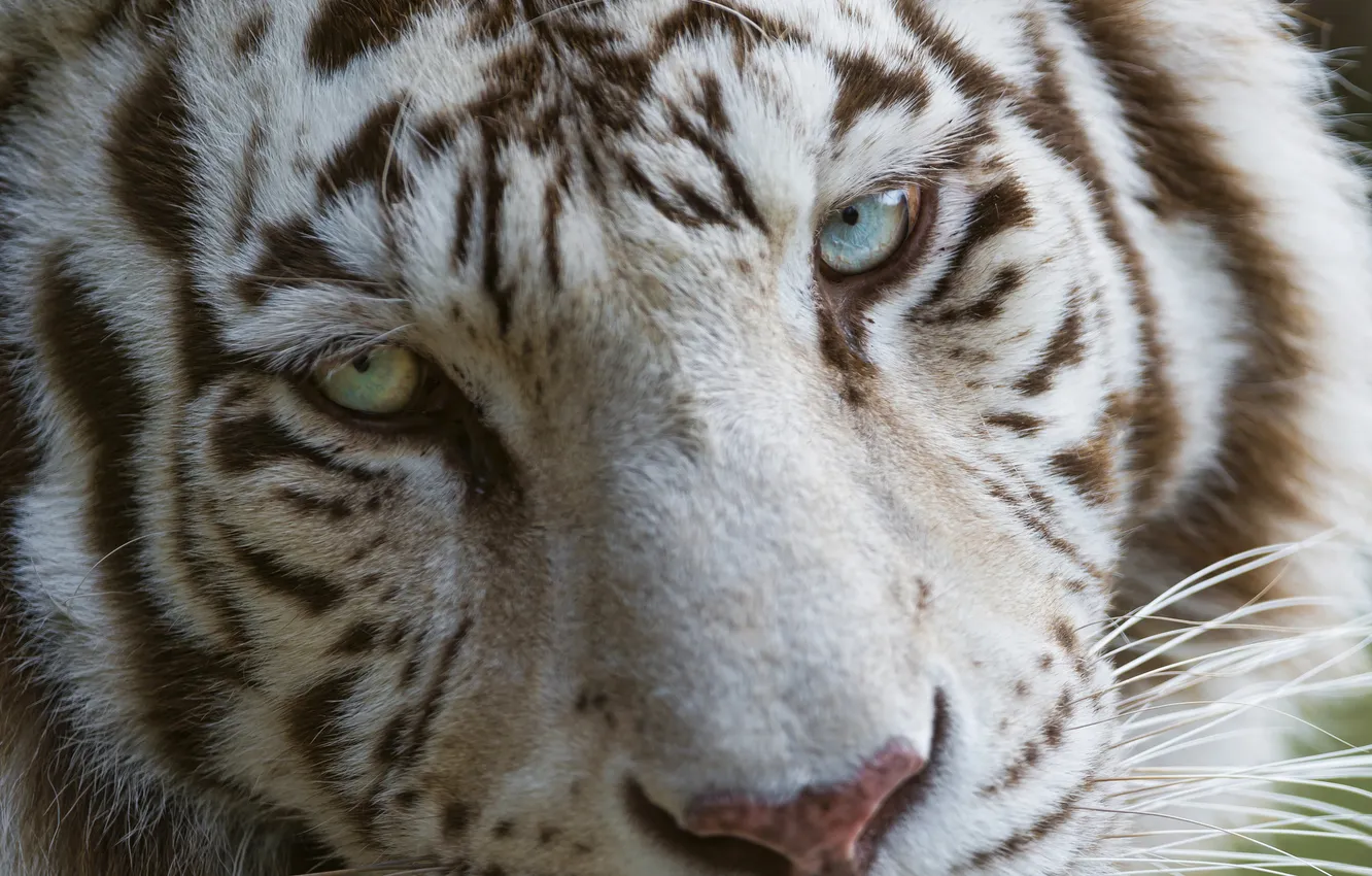 Photo wallpaper cat, face, blue eyes, white tiger, ©Tambako The Jaguar