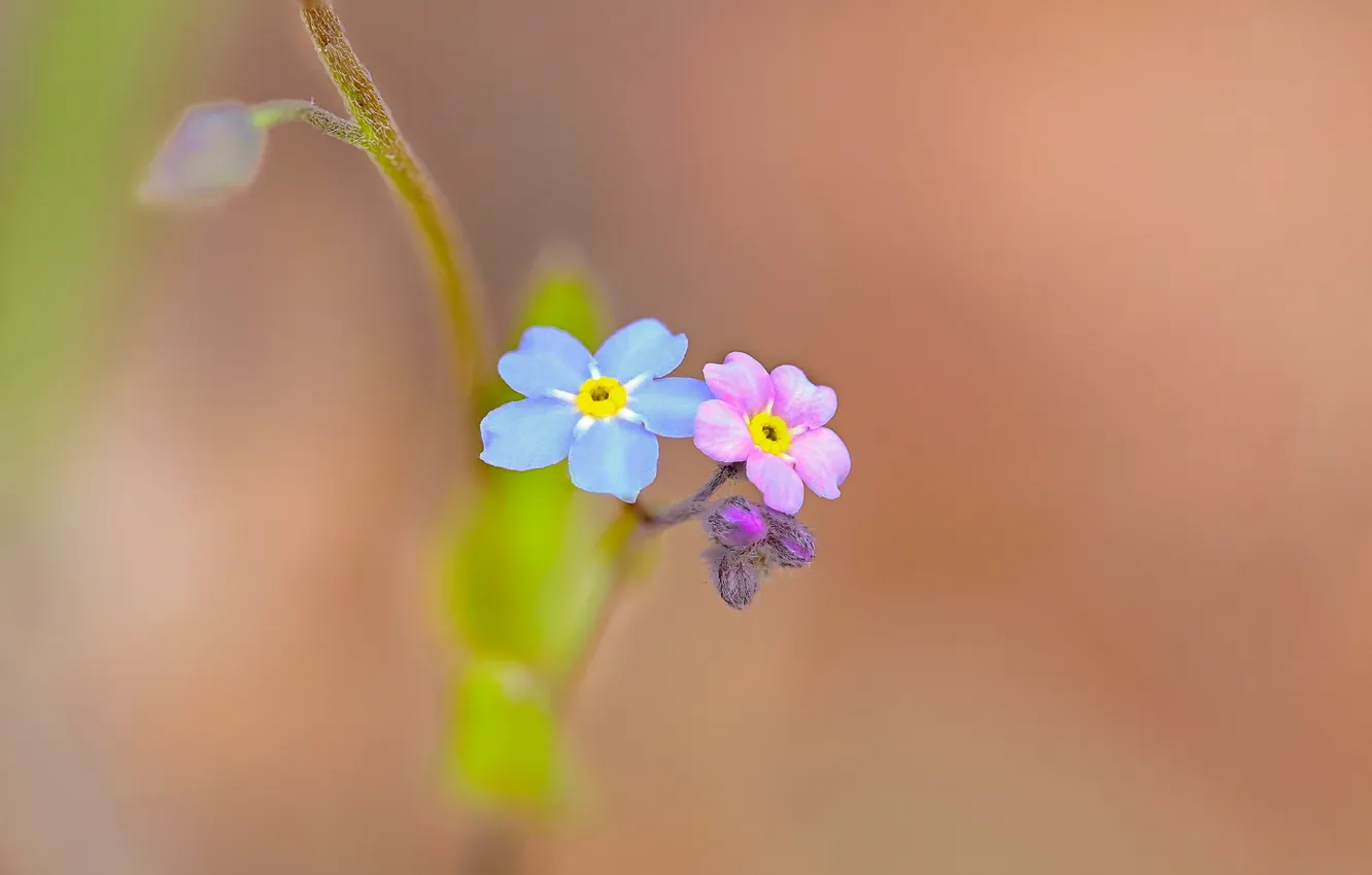Photo wallpaper flowers, nature, paint, petals, forget-me-nots