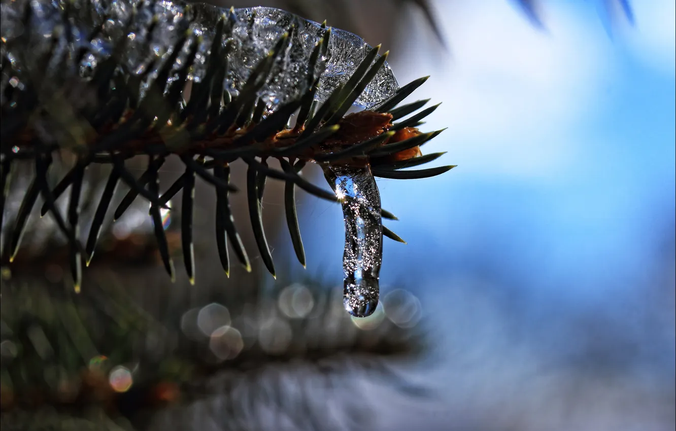 Photo wallpaper background, icicles, barb, a sprig of spruce