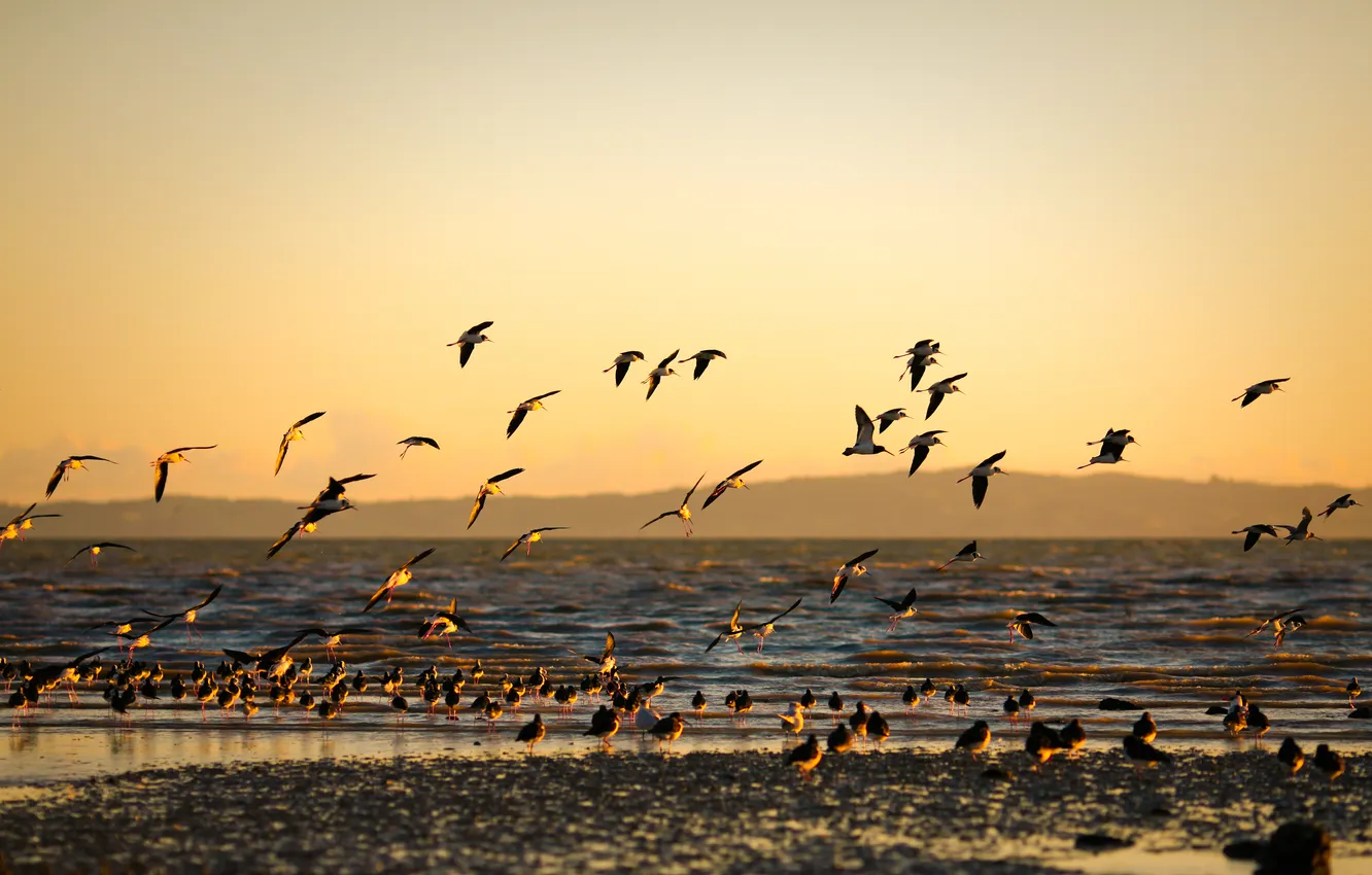 Photo wallpaper sea, sunset, birds, shore, sea, Golden background