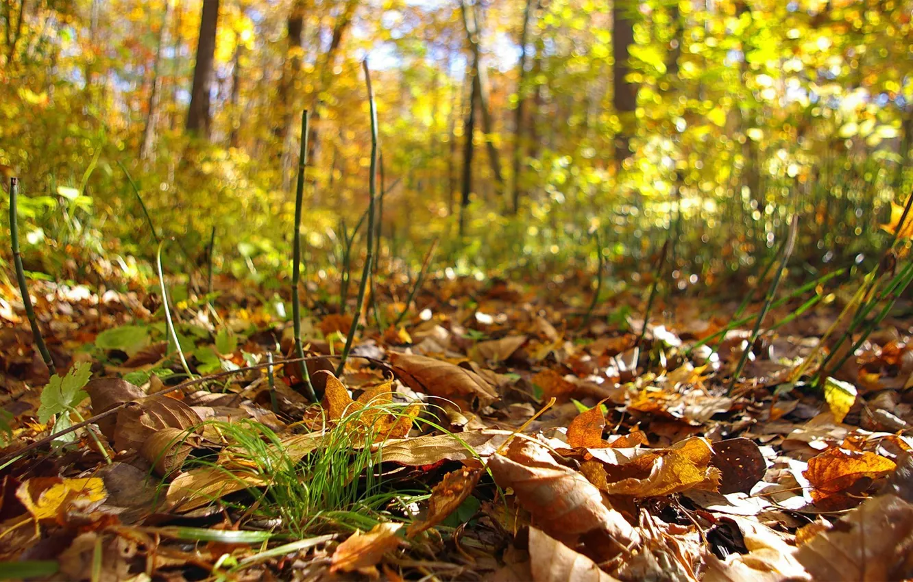Photo wallpaper autumn, forest, leaves, horsetail