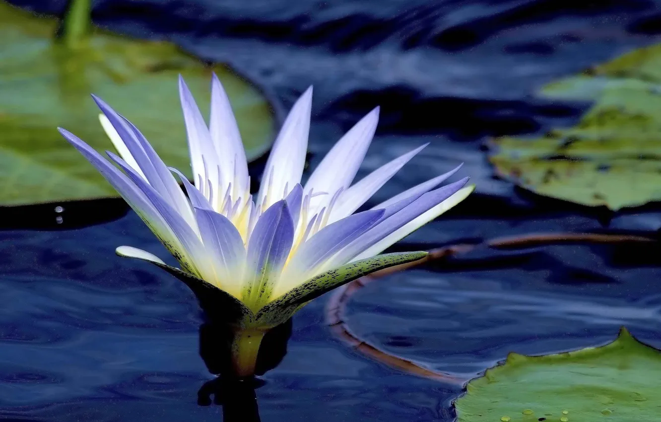 Photo wallpaper flower, leaves, Lily, pond