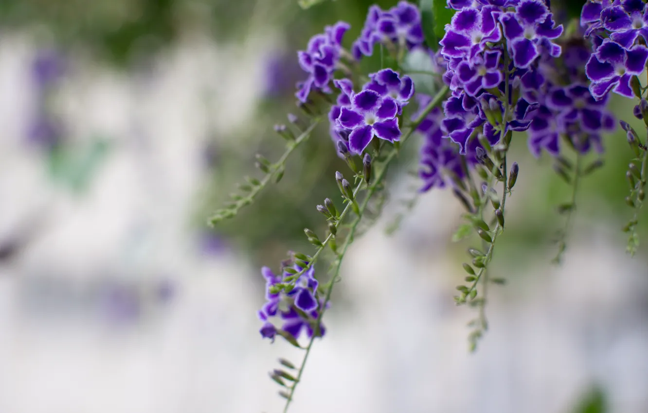 Photo wallpaper purple, macro, flowers, branches, petals, blur, Duranta, pigeon berry