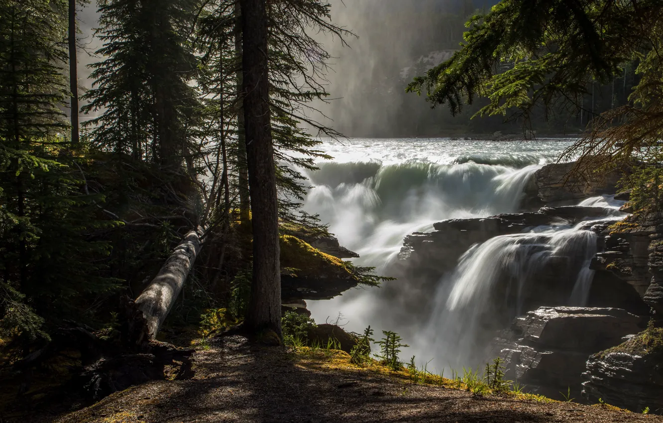 Photo wallpaper forest, light, trees, branches, fog, stones, rocks, shore