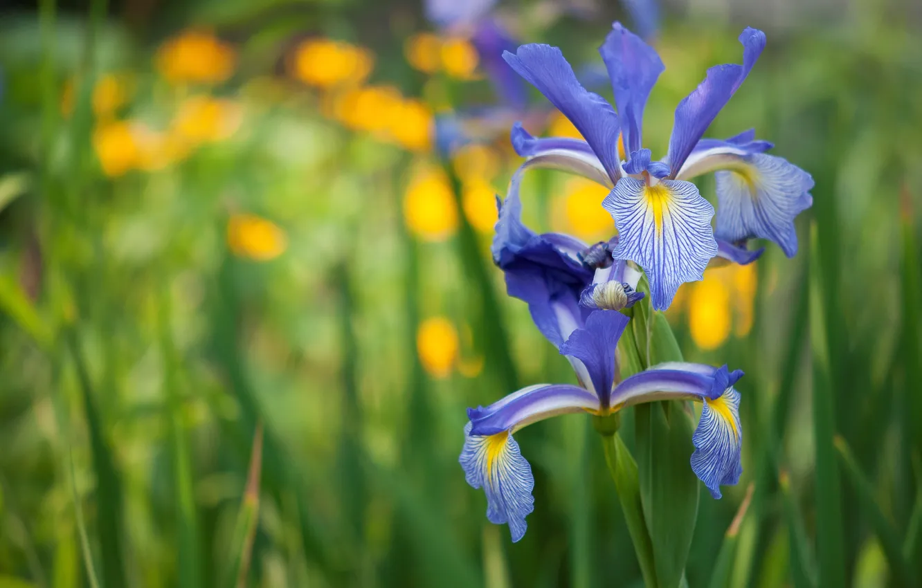 Photo wallpaper nature, petals, meadow, iris