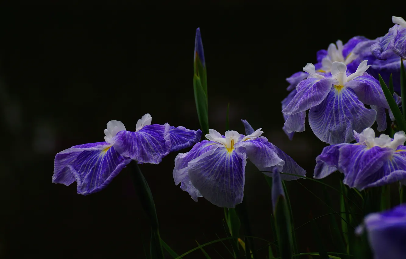 Photo wallpaper purple, leaves, flowers, the dark background, garden, buds, lilac, iris