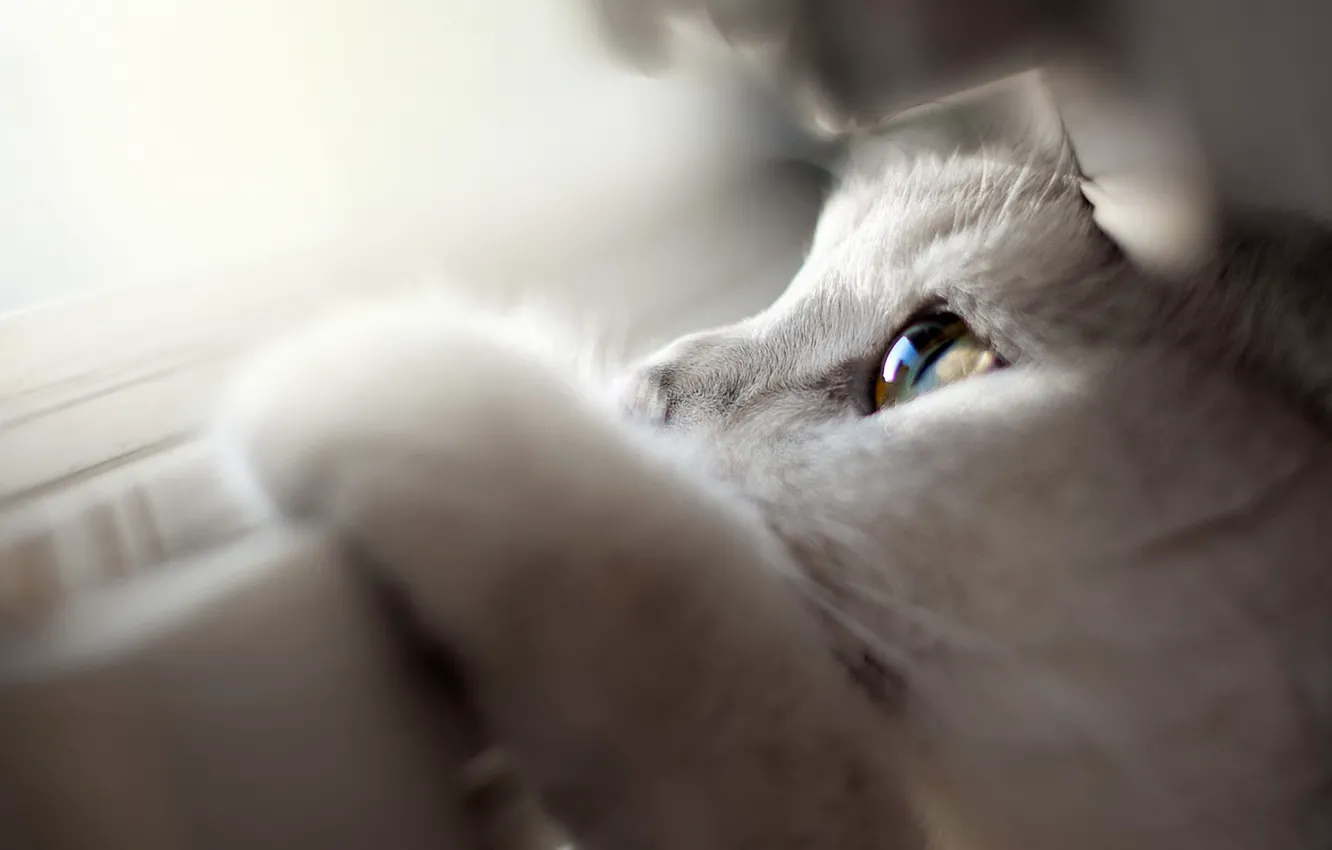 Photo wallpaper cat, macro, window