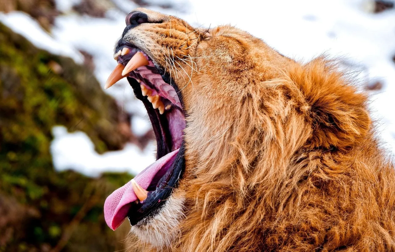 Photo wallpaper mammal, mouth, mouth open, animal themes, lion roaring face image