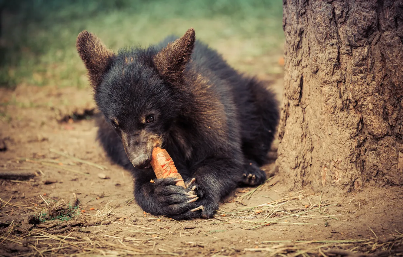 Photo wallpaper trees, pose, paws, bear, bear, face, carrots, rodent