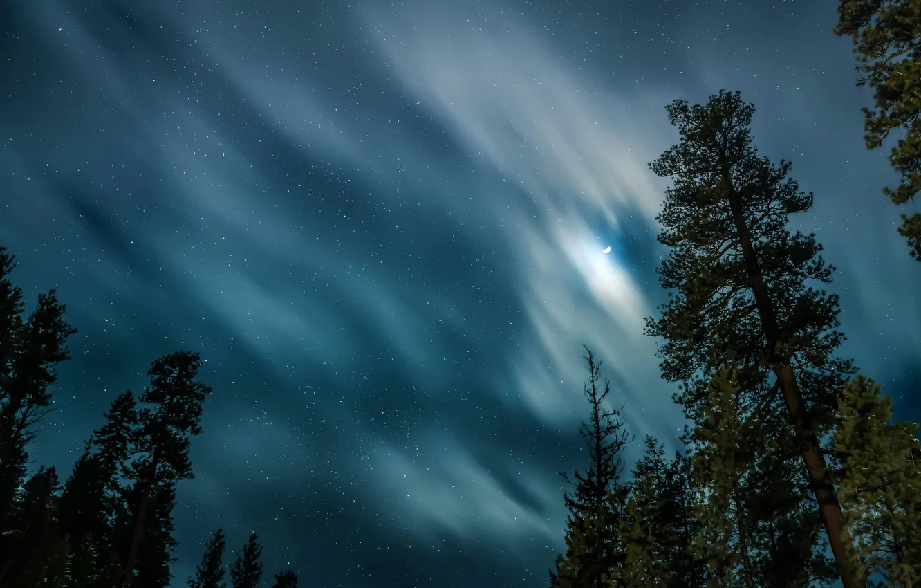Photo wallpaper sky, trees, nature, night, stars