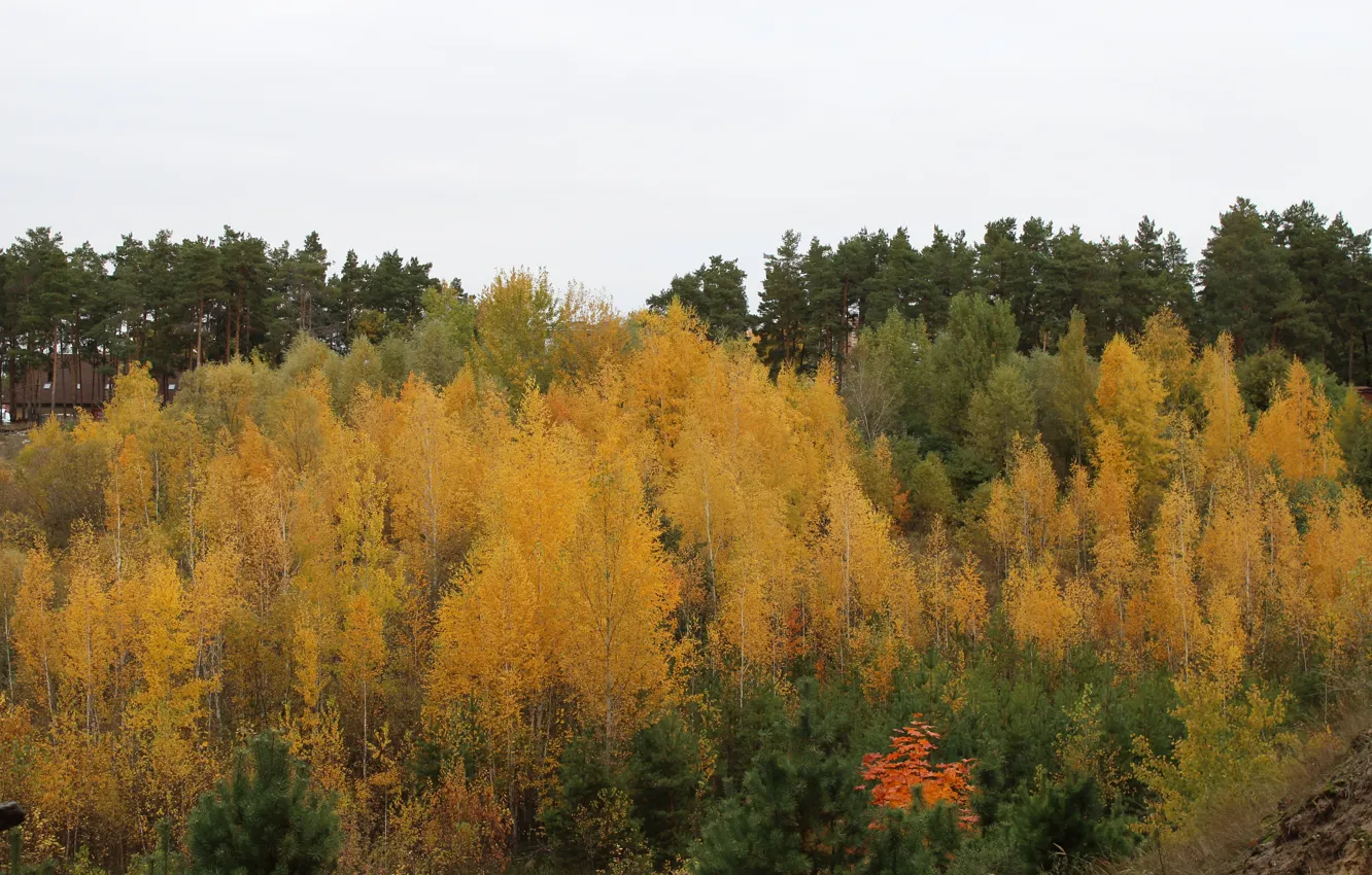 Photo wallpaper autumn, nature, Golden autumn