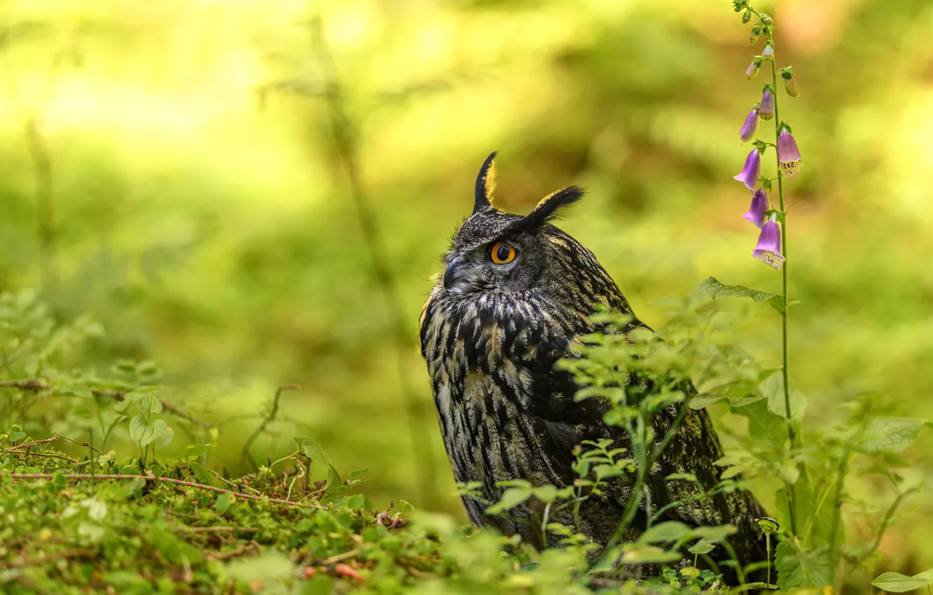 Photo wallpaper owl, bird, bells, owl