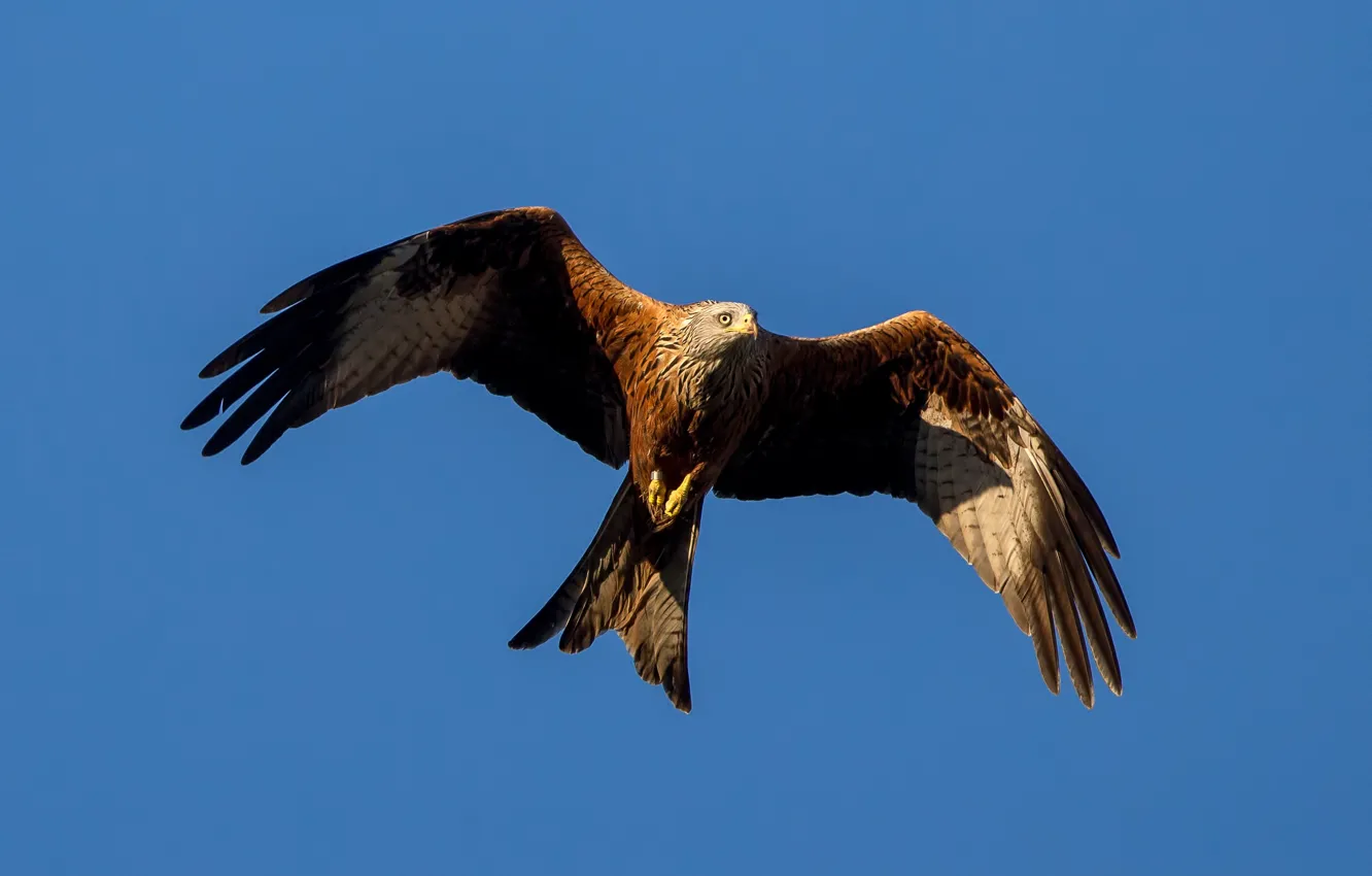 Photo wallpaper flight, bird, wings, predator, kite, red kite