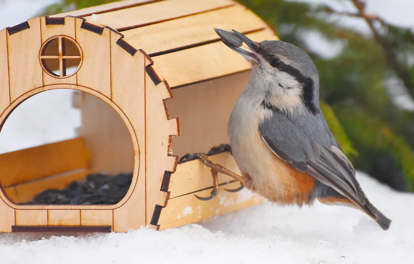 Photo wallpaper bird, photohunt, nuthatch, winter, nature