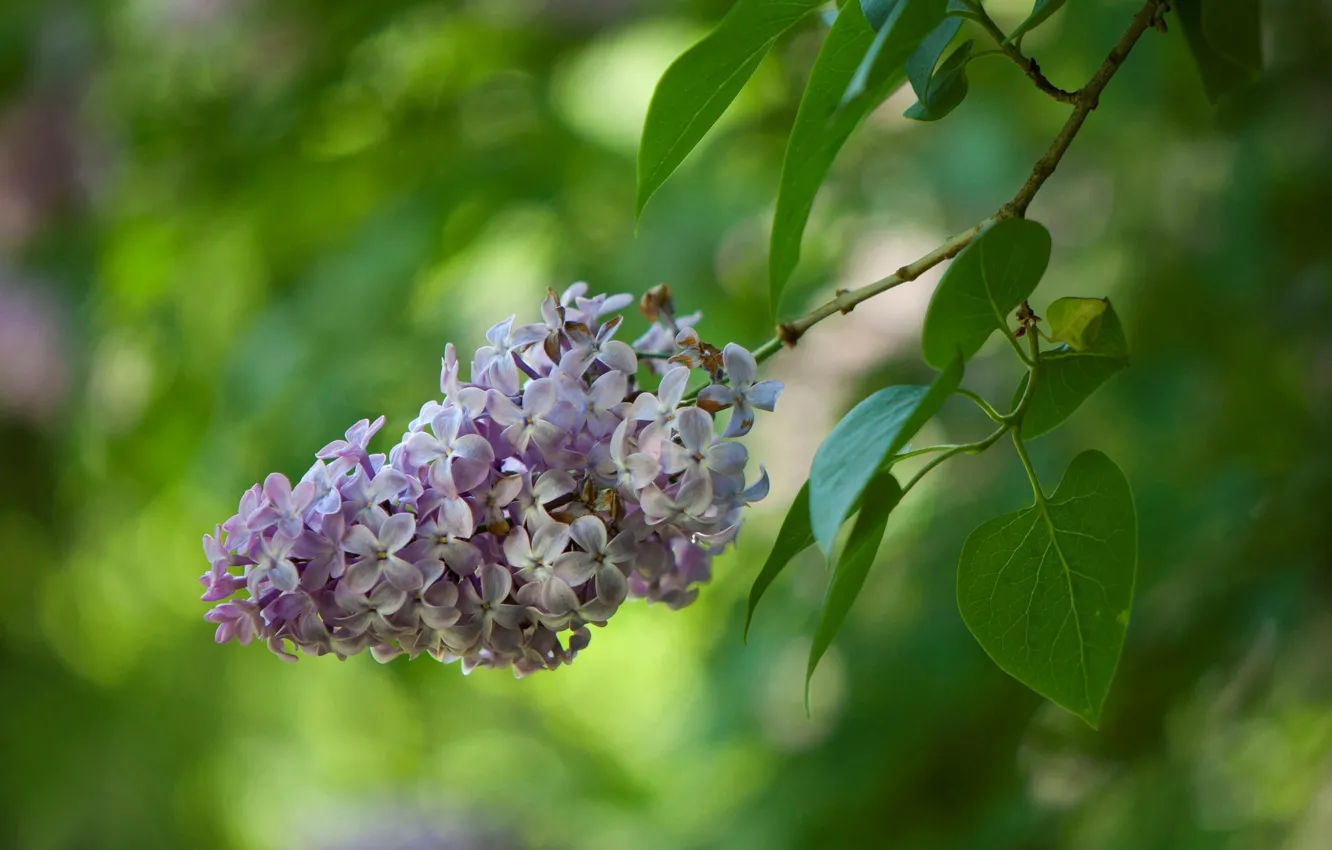 Photo wallpaper nature, branch, lilac, inflorescence