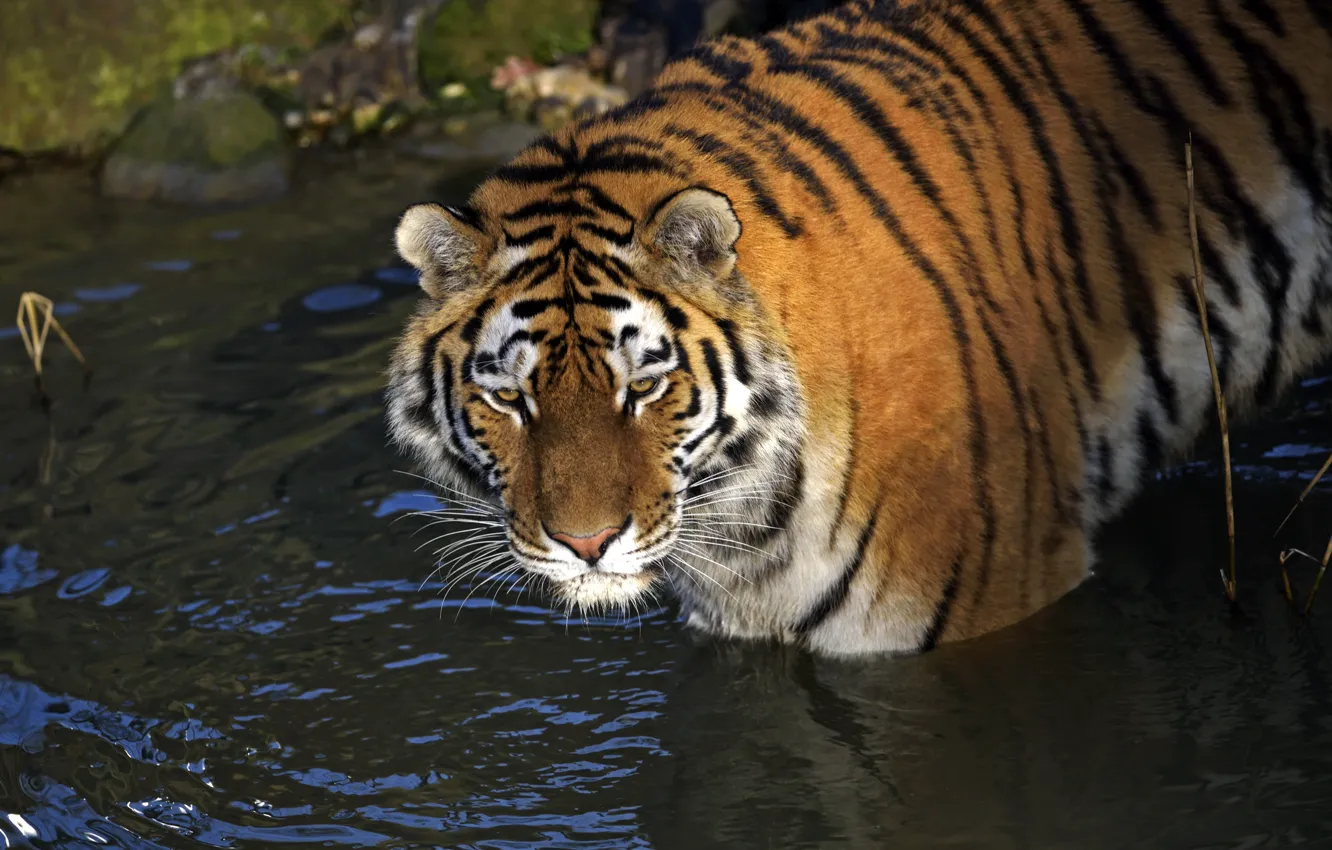 Photo wallpaper cat, look, water, tiger, Amur