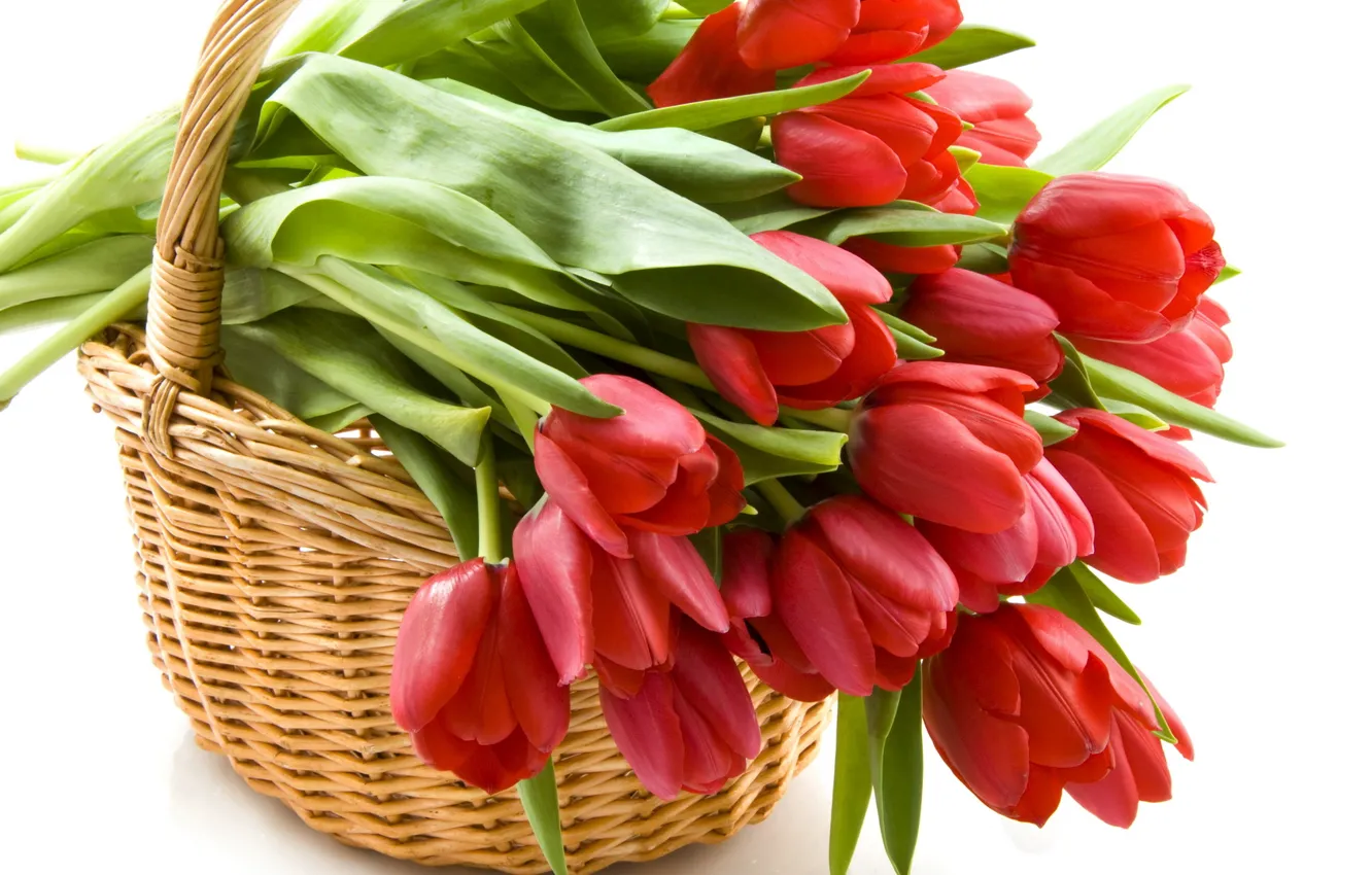 Photo wallpaper basket, tulips, red
