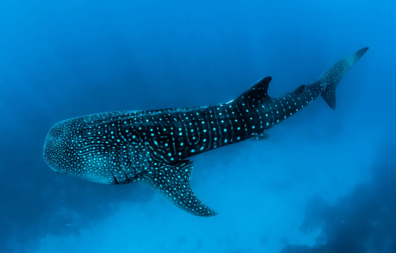 Photo wallpaper Maldives, shark, whaleshark, underwater photography of black fish