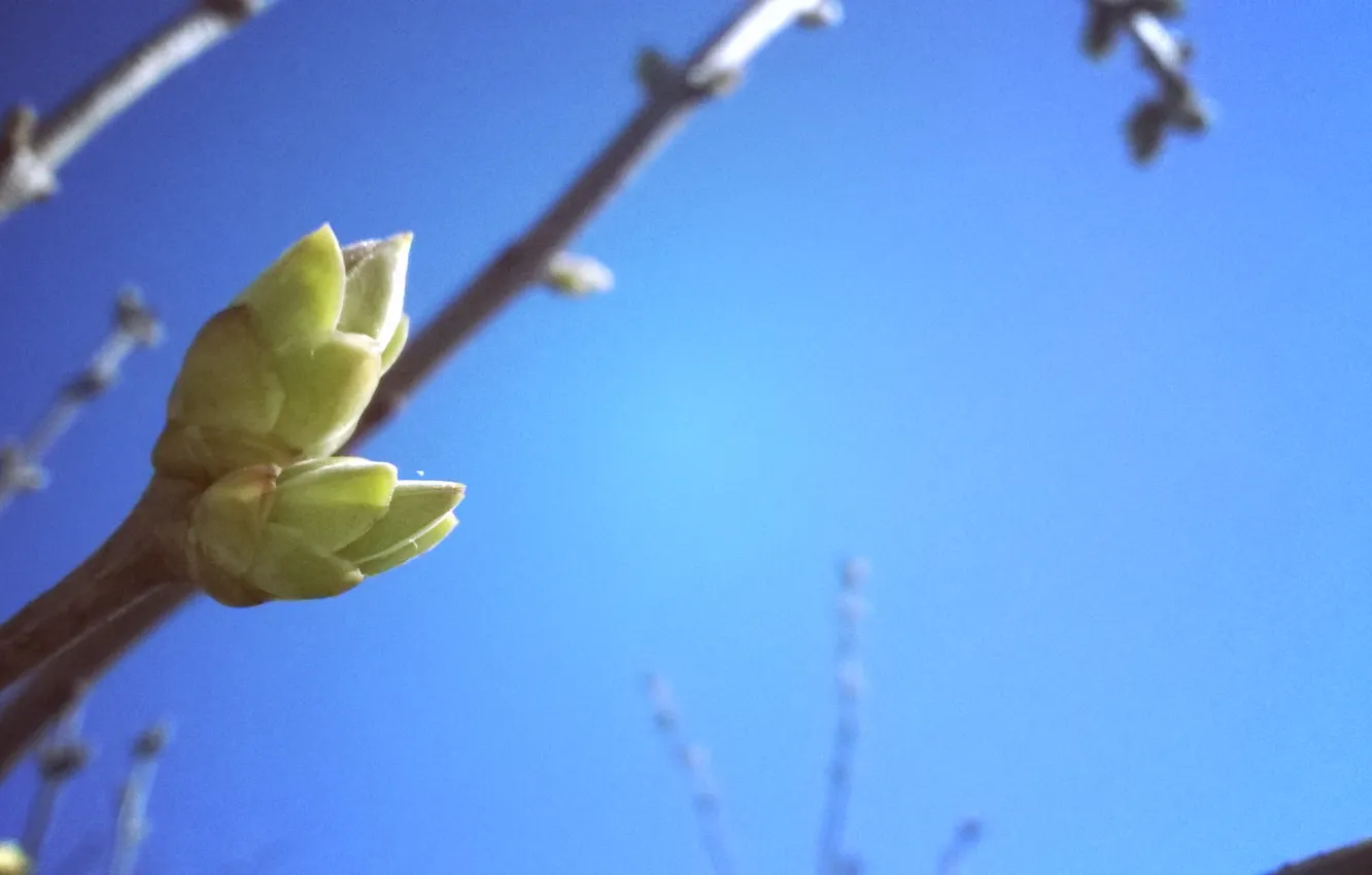 Photo wallpaper greens, the sun, nature, spring, lilac