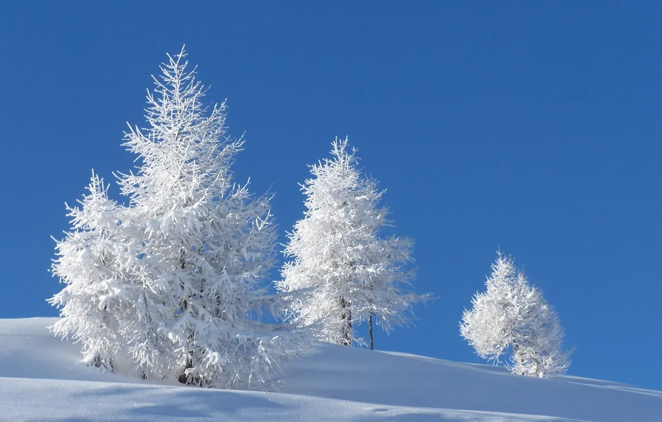Photo wallpaper winter, snow, trees, nature